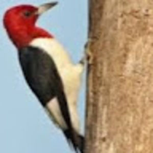 Meet your Posher, Sally